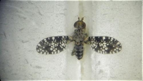 Trypetoptera punctulata